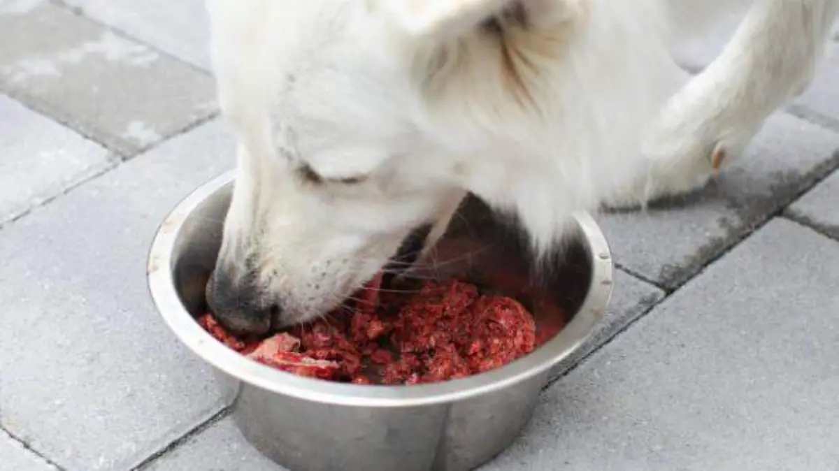 perro comiendo carne